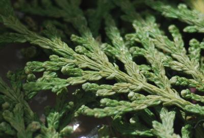 Прикрепленное изображение: vetka.jpg